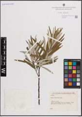 Foto von Salix eleagnos Scop.